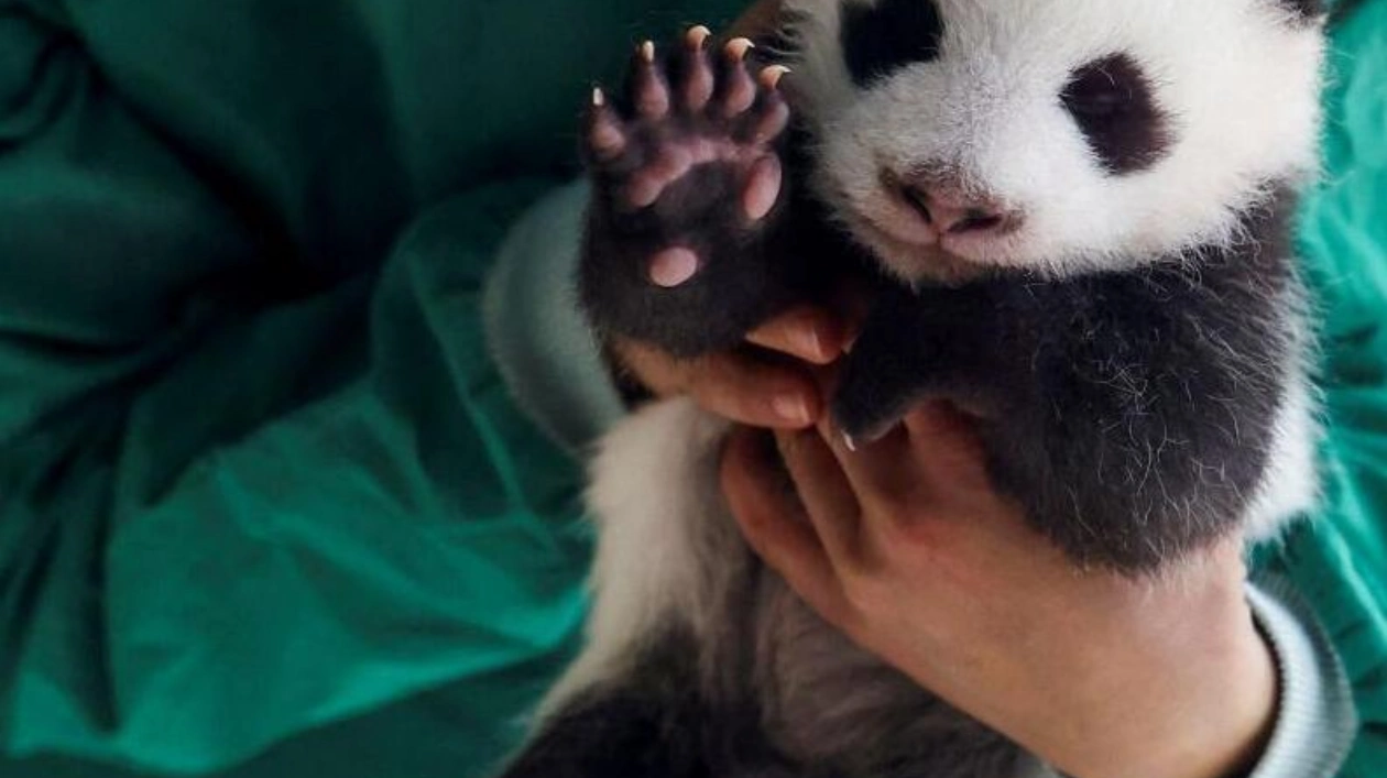 Pandas Bao Li and Qing Bao Arrive in Washington