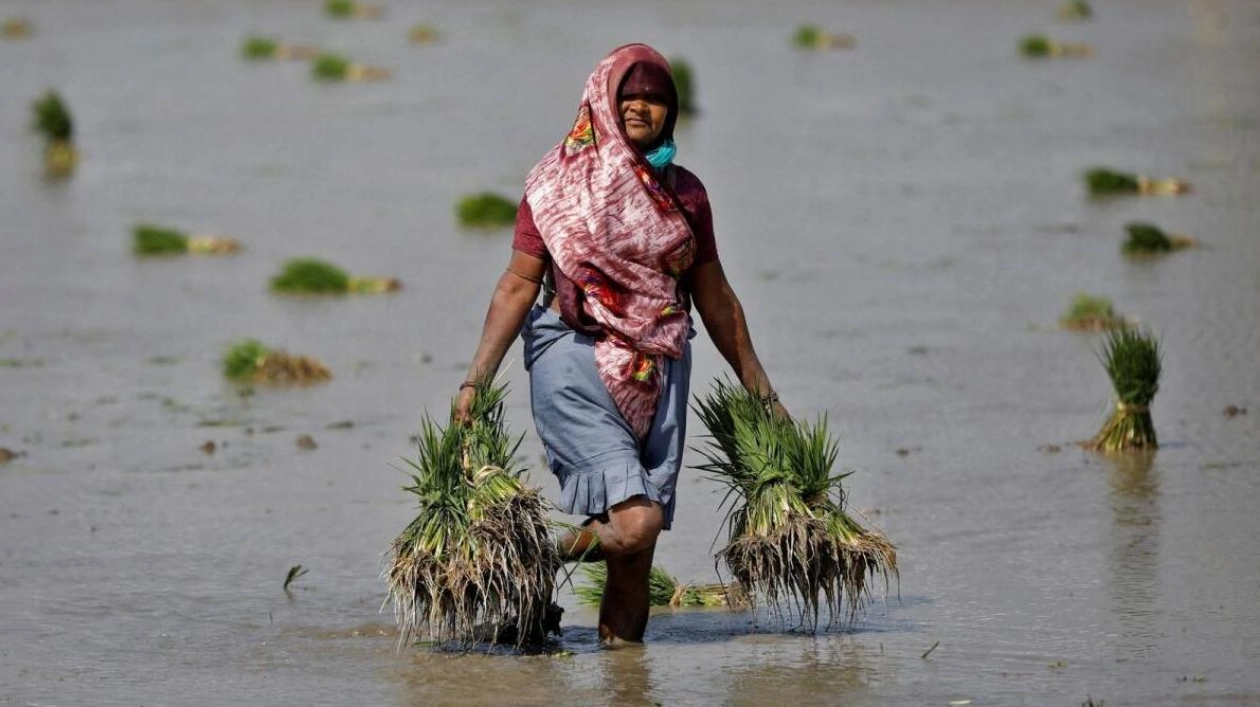 Indian Farmers Accelerate Summer Crop Planting Amid Improved Monsoon