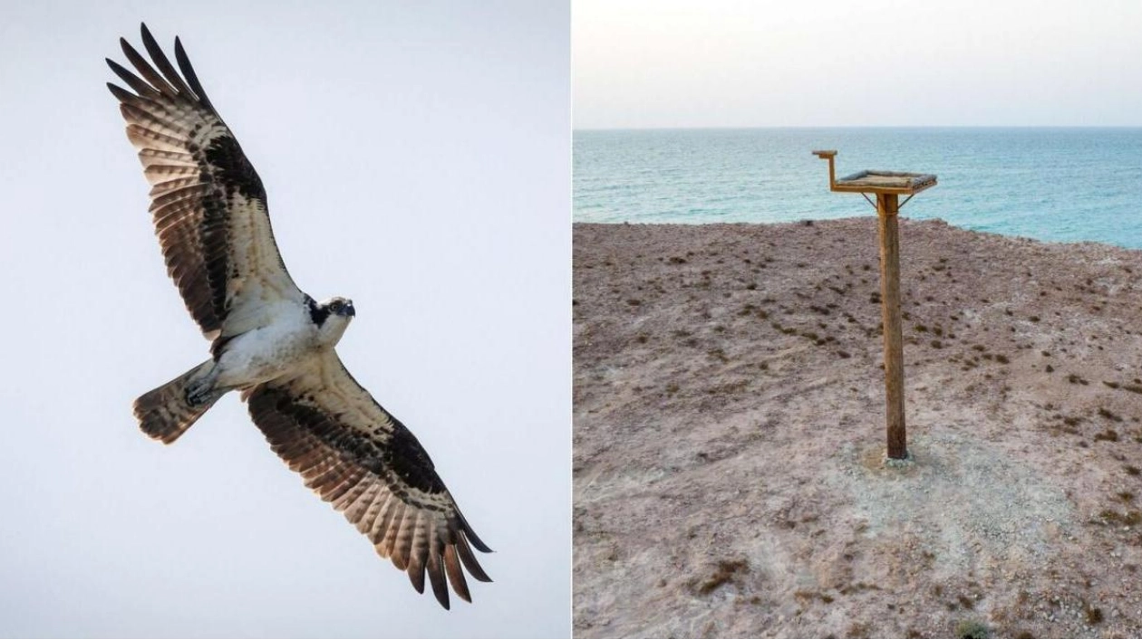 Sharjah Launches Unique Osprey Nest Project to Enhance Biodiversity