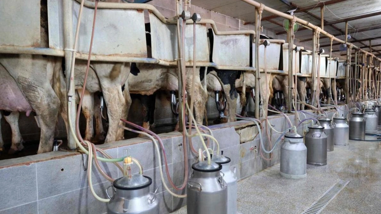 Foot-and-Mouth Disease Ravages Libyan Dairy Farms