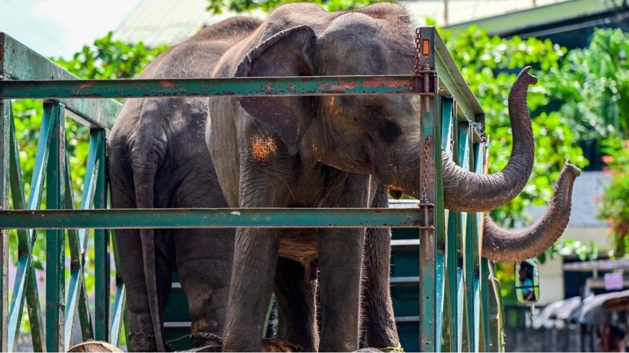 Chaos Erupts at Sri Lanka Hindu Festival as Elephant Panics