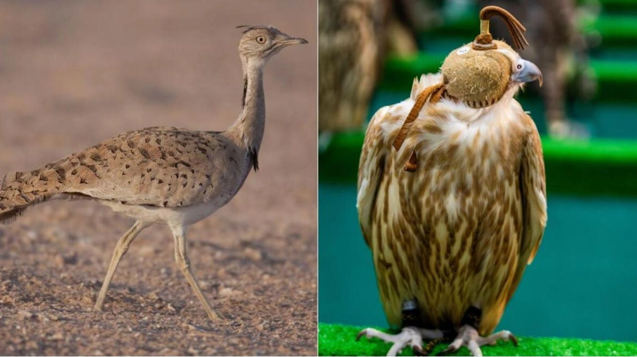 Abu Dhabi Falconry Season Begins October 20