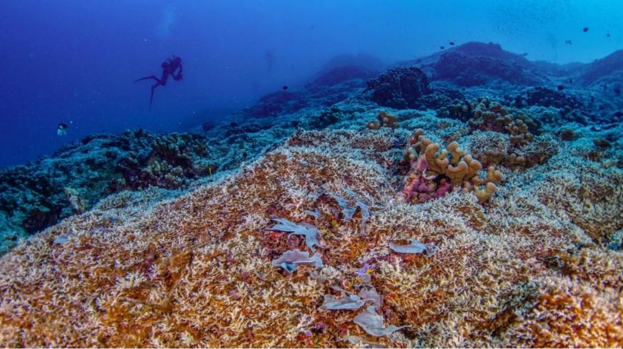 Giant Coral Discovered in Solomon Islands