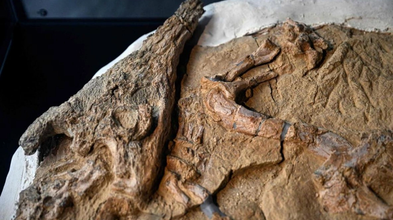 10-Million-Year-Old Juvenile Crocodile Fossil Discovered