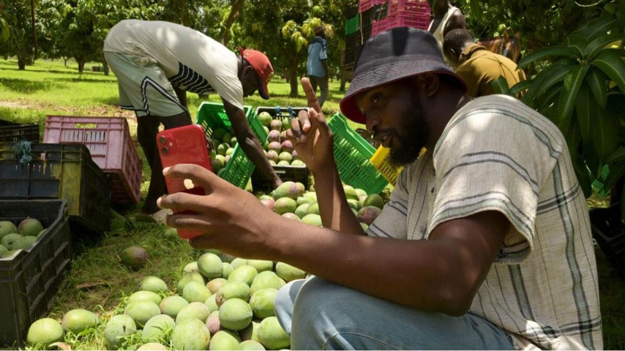 Senegalese Farmers Turn to Social Media for Agricultural Innovation