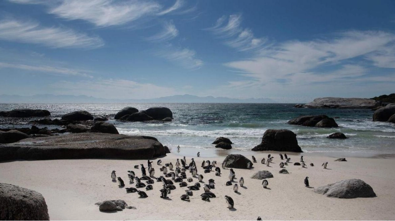 African Penguins: A Race Against Extinction