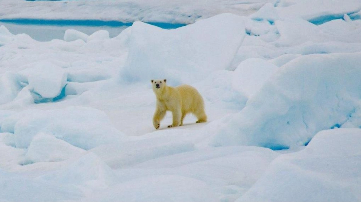 Polar Bears Face Rising Pathogen Exposure in Warming Arctic