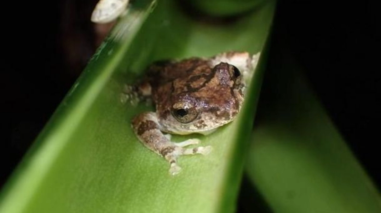 Tadpoles' Unique Strategy: No Poop for Weeks