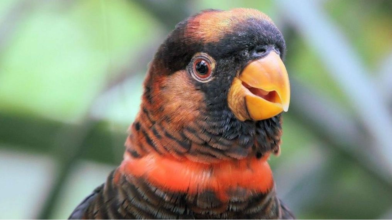 Enzyme Key to Parrot Feather Color Variation