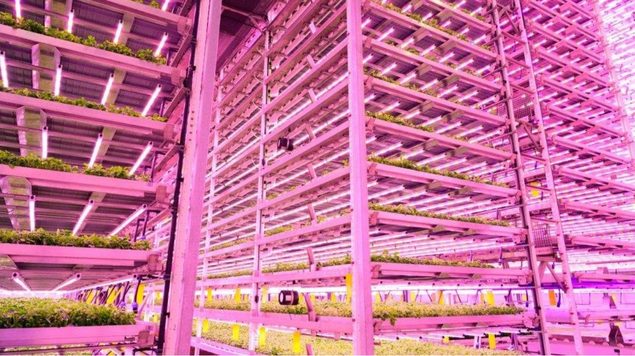 Smart Lighting Could Cut Vertical Farming Costs