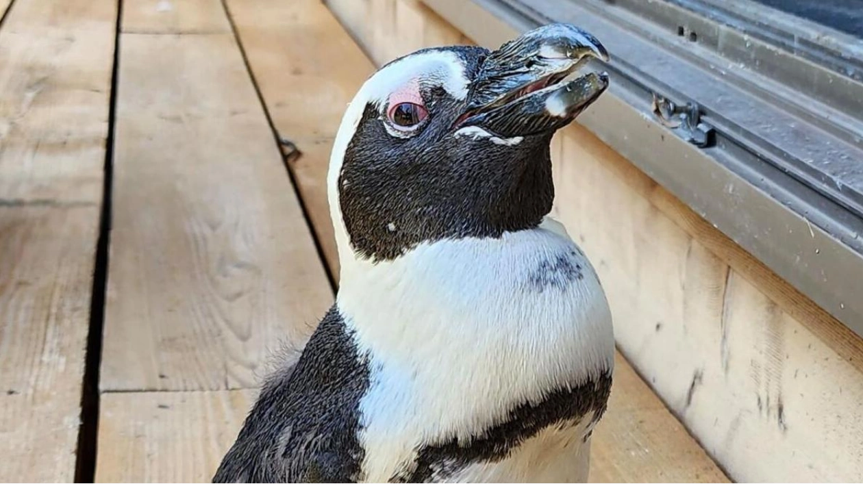 Miracle Penguin: Escaped Captivity, Swam Miles, and Survived