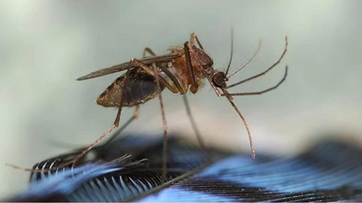 New Hampshire Reports Death from Rare Mosquito-Borne EEE Virus