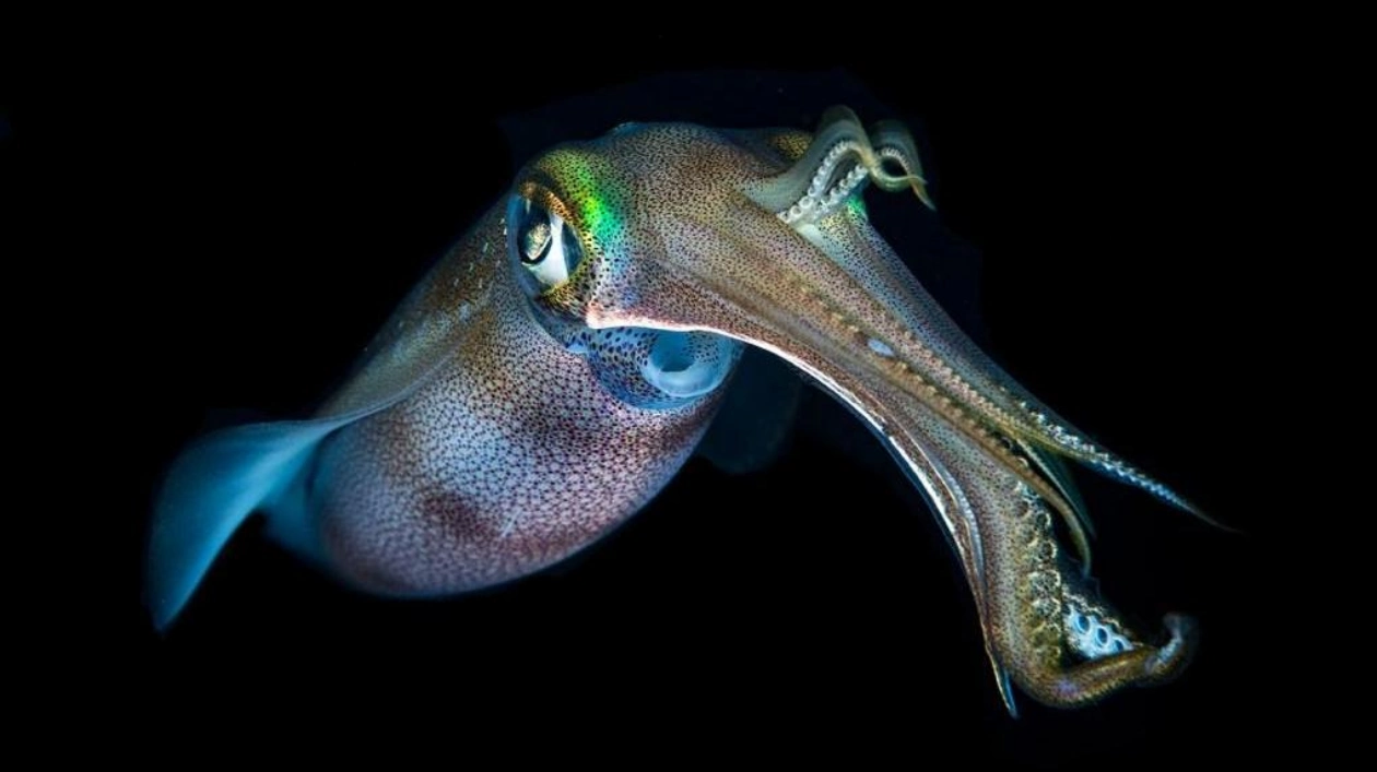 Needle-Free Drug Delivery Inspired by Squids