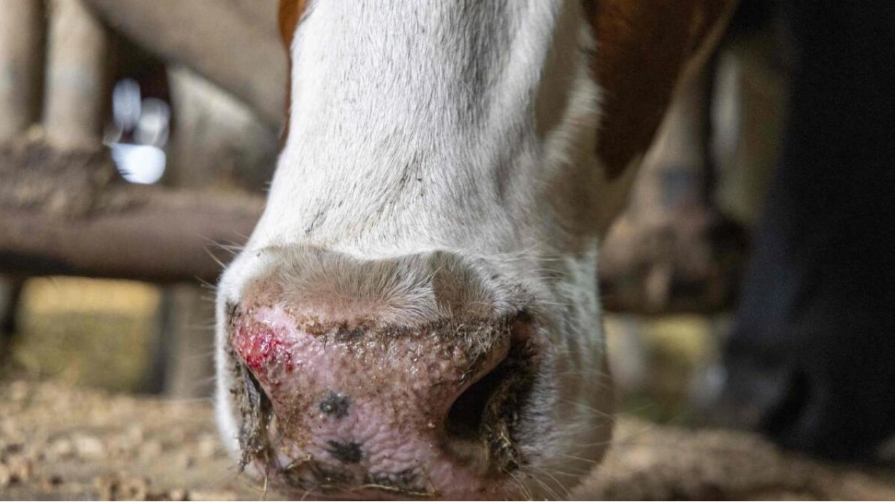 Bluetongue Disease Spreads in Europe: Impact on Livestock