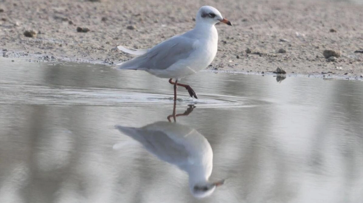 Rare Mediterranean Gull Spotted in Dubai's Wildlife Sanctuary