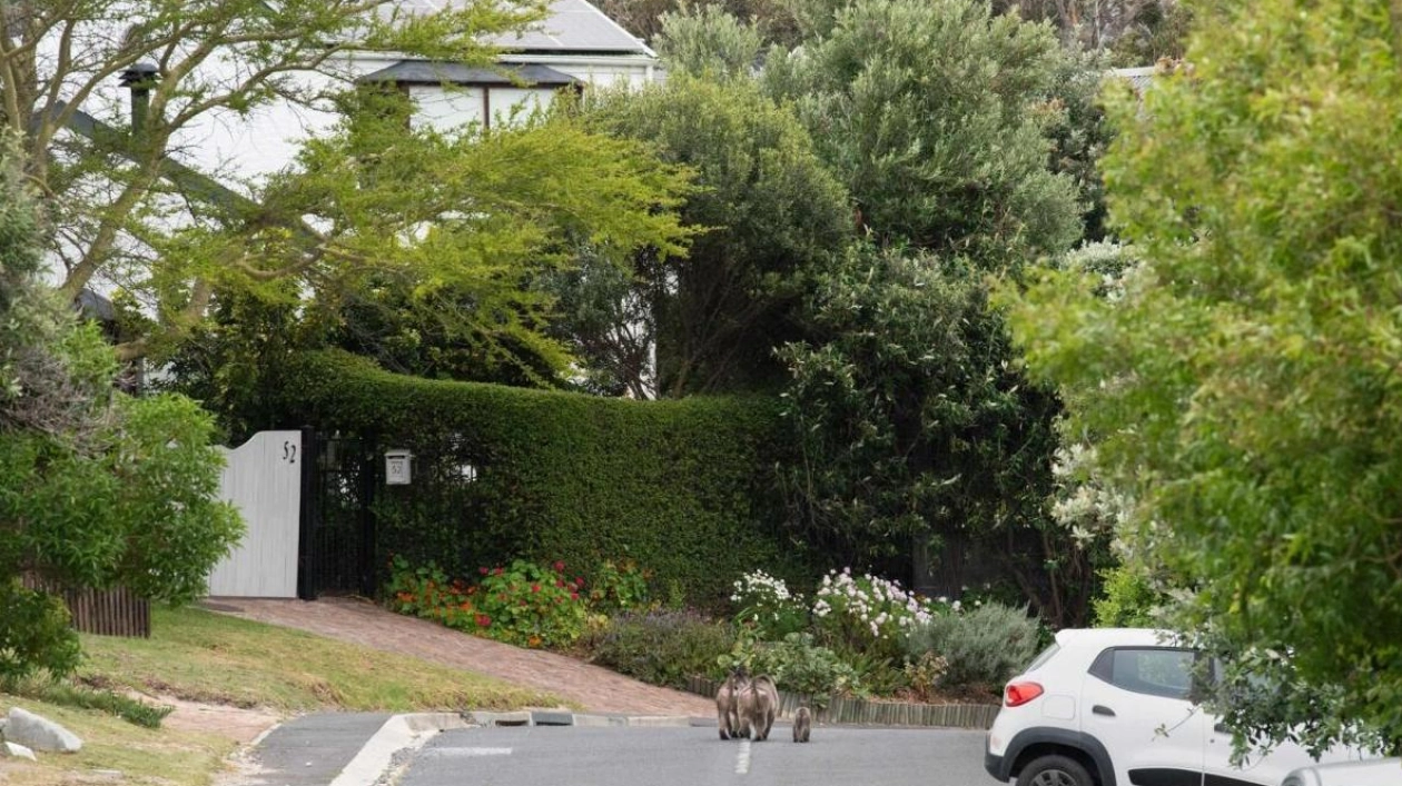 Chacma Baboons Navigate Urban Cape Town