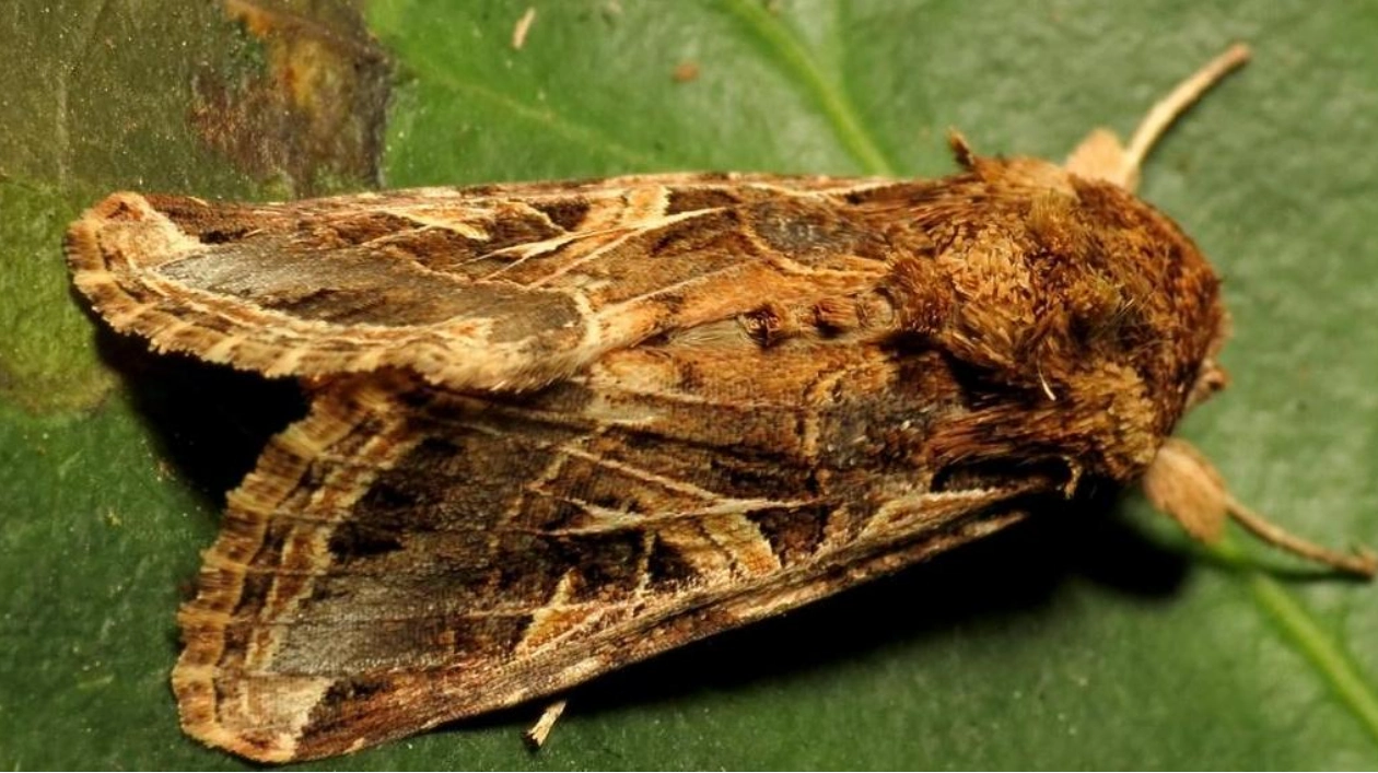 Moths Use Plant Sounds to Choose Egg-Laying Sites