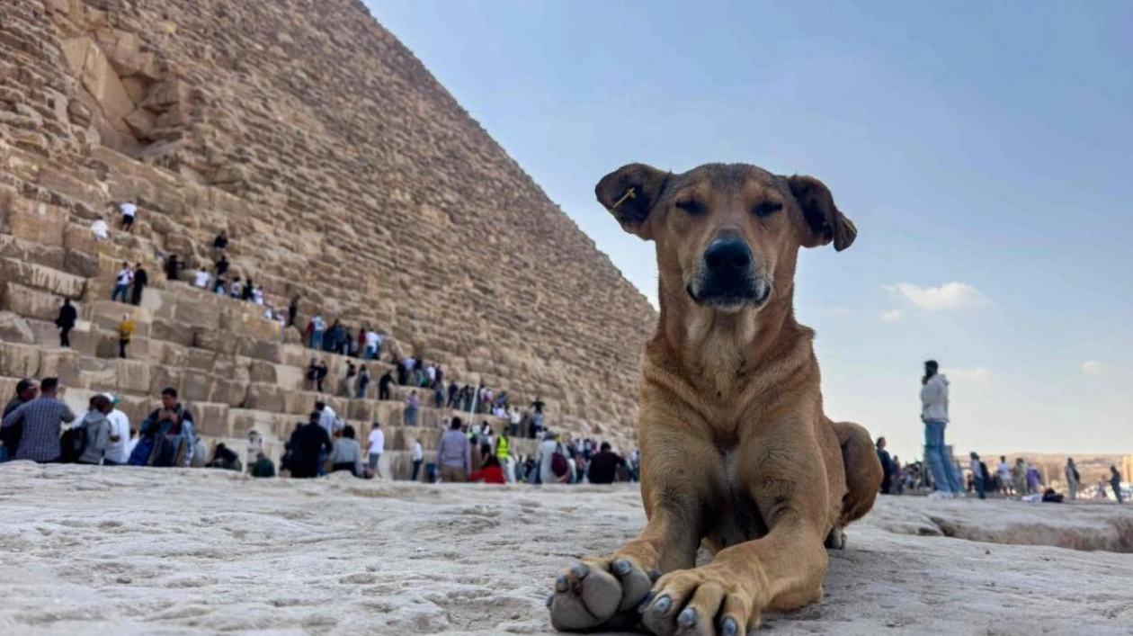 Stray Dog Becomes Star at Giza Pyramids