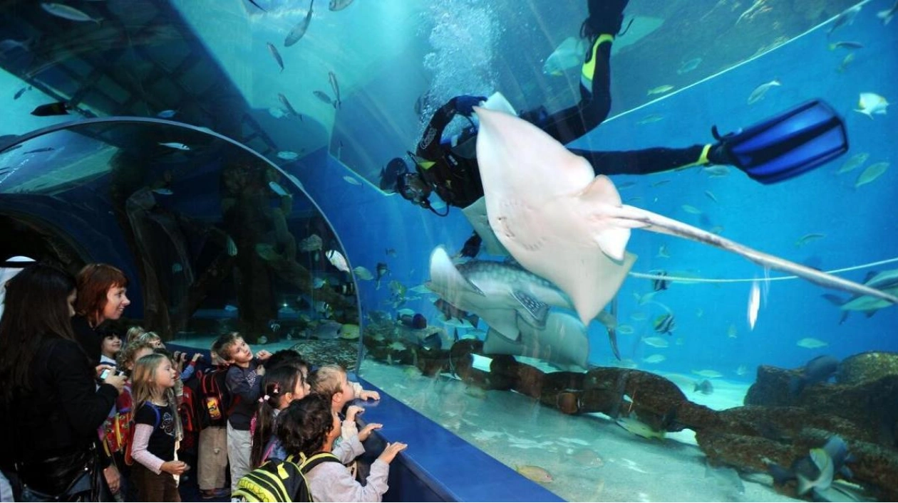 Discover the Serene Marine Life at Sharjah Aquarium