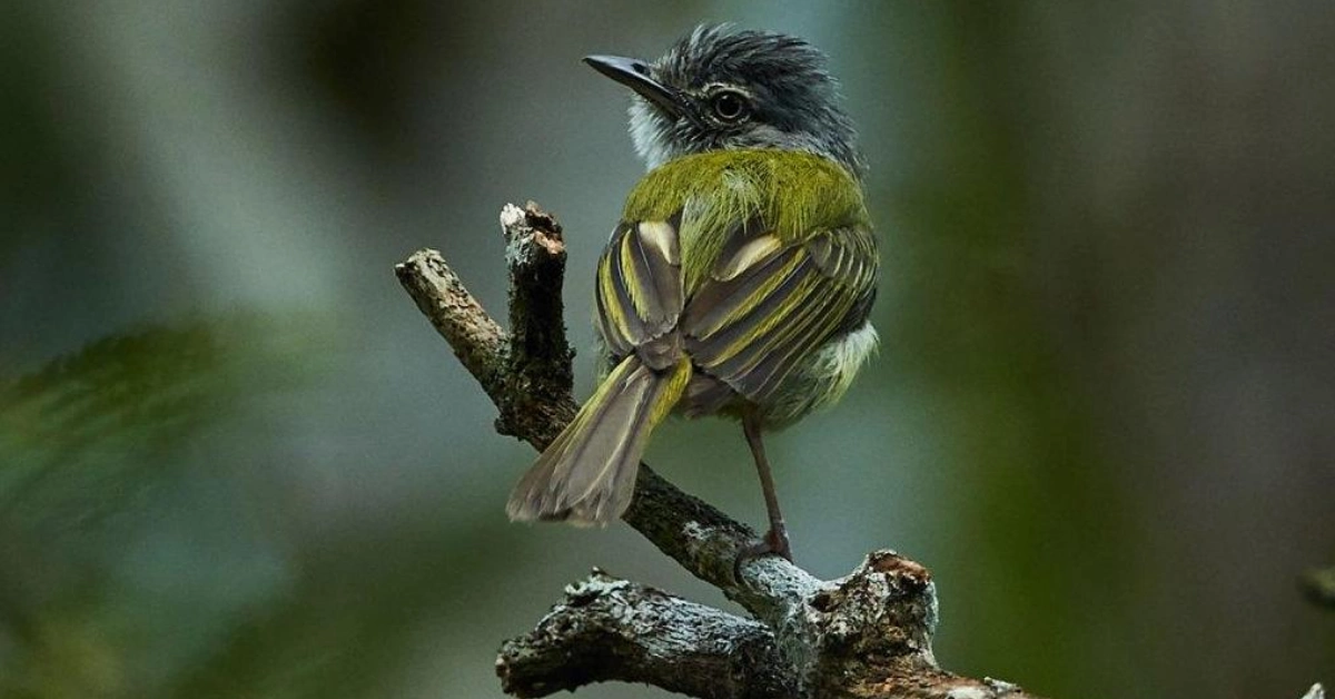 Fungal Defense: Birds Outsmart Ants with Offensive Fungus