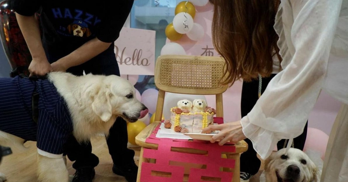 Golden Retrievers Bree and Bond Tie the Knot in Dream Wedding