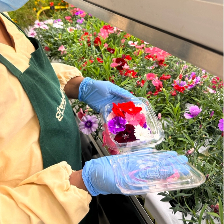 man picking flowers in greenhouse