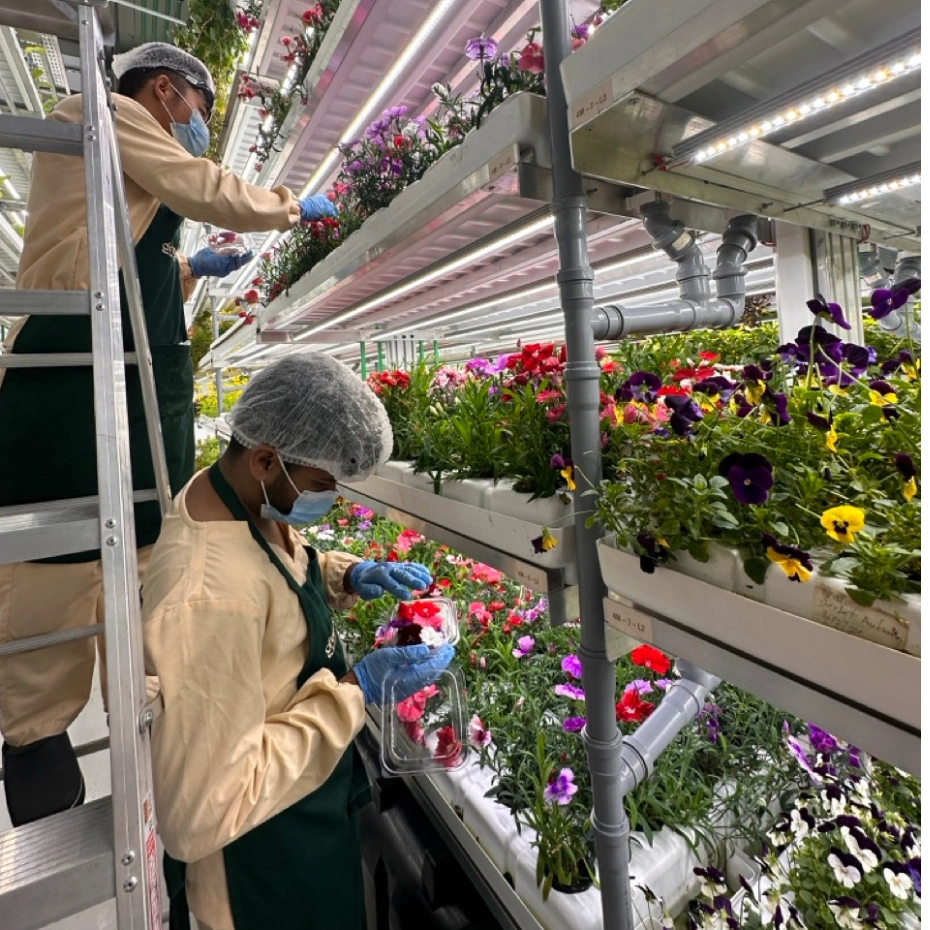 two men working in greenhouse