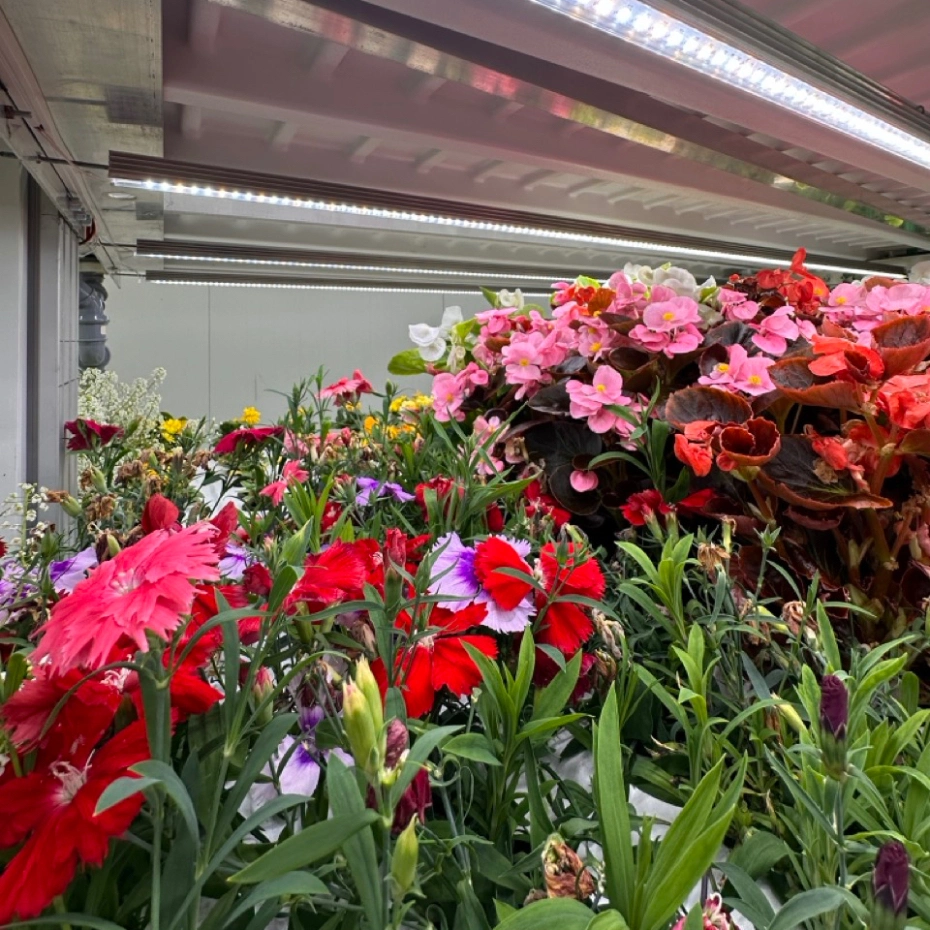 flowers in greenhouse