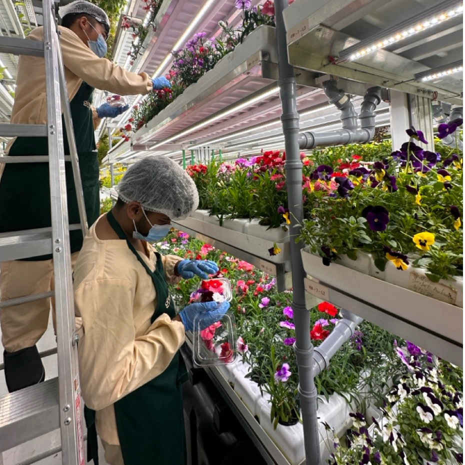 men picking greens in greenhouse